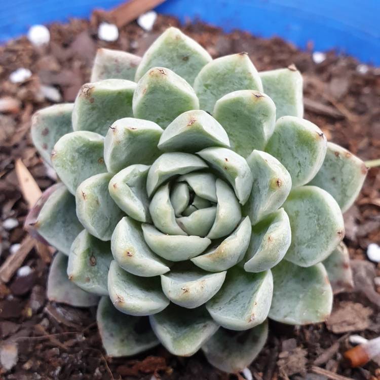 Plant image Echeveria Hyalina