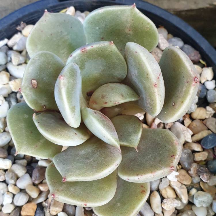 Plant image Echeveria Tynie Burger