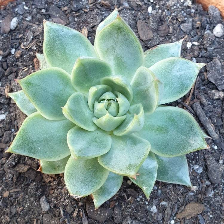 Plant image Graptopetalum Macdougallii