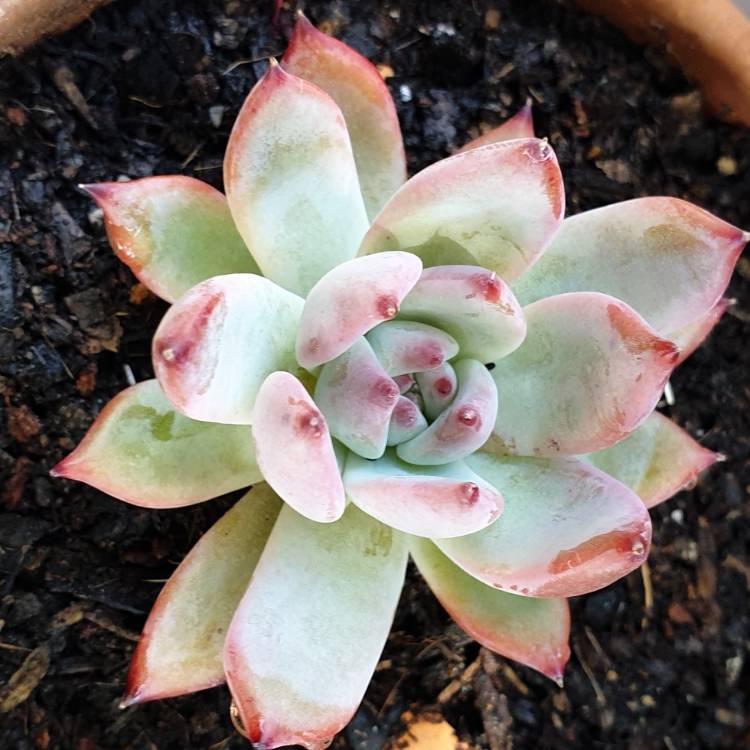 Plant image Echeveria Colorata fa. Brandtii