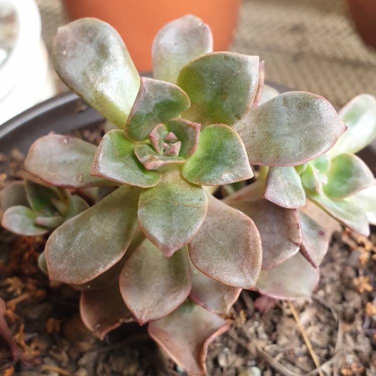 Plant image Echeveria Minibelle