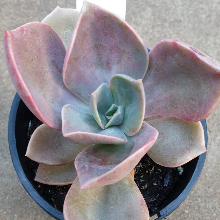 Plant image xGraptoveria Flore's Hybrid Pinky