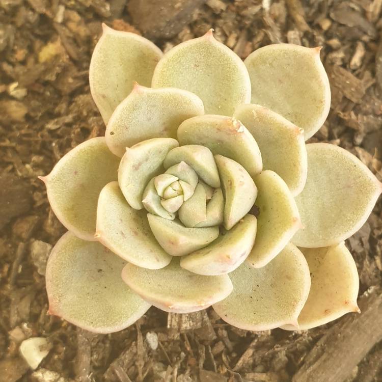 Plant image Echeveria Onslow