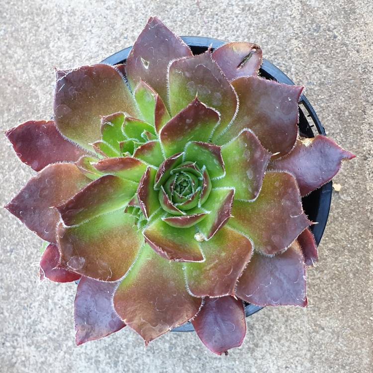 Plant image Sempervivum Heuffelii Inferno