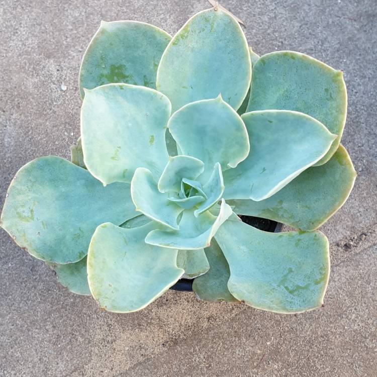 Plant image Echeveria Cloudburst