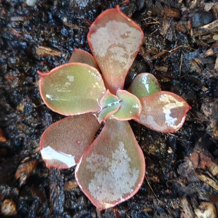 Plant image Echeveria Carnicolour