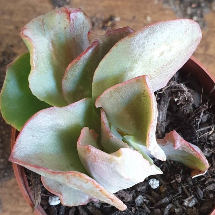 Plant image Echeveria Fantastic