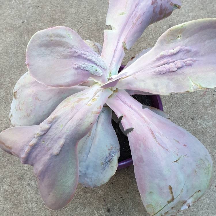 Plant image Echeveria Gibbiflora x Caronculata