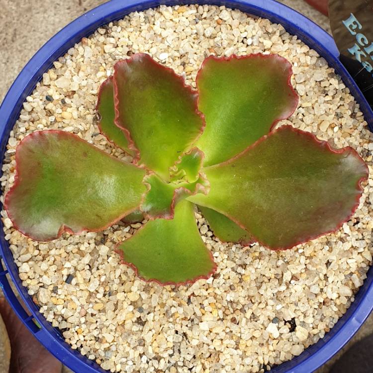 Plant image Echeveria Katella IV