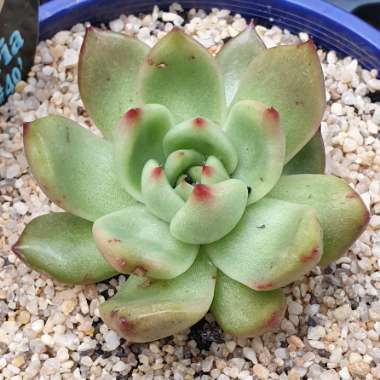 Echeveria Agavoides