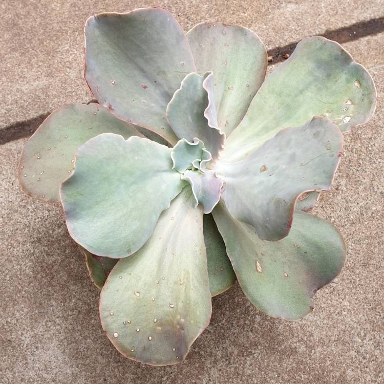 Plant image Echeveria Pastel