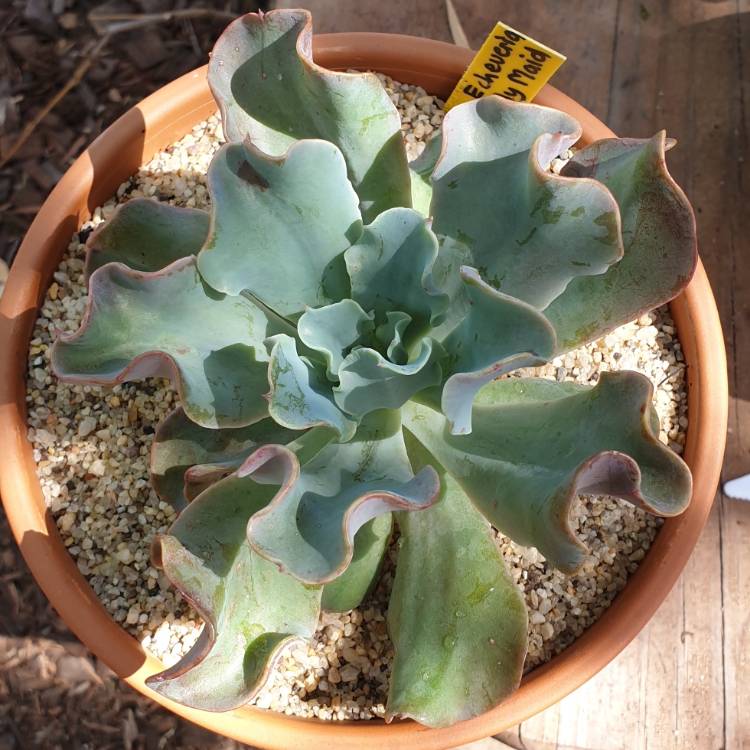 Plant image Echeveria Frilly Maid