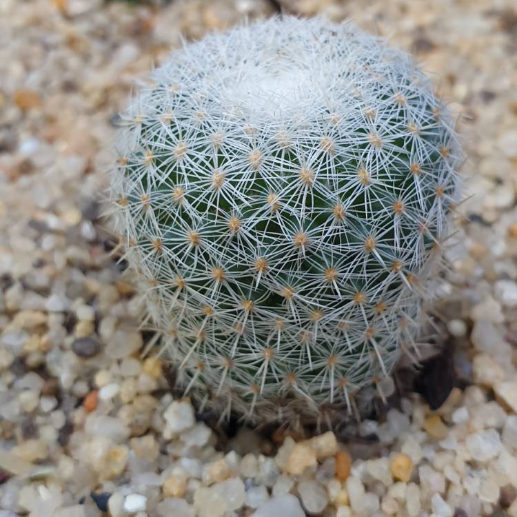 Plant image Mammillaria pilcayensis