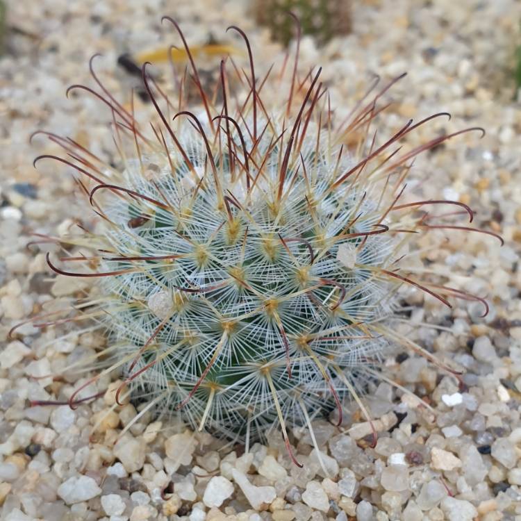 Plant image Mammillaria zeilmanniana var. Albiflora