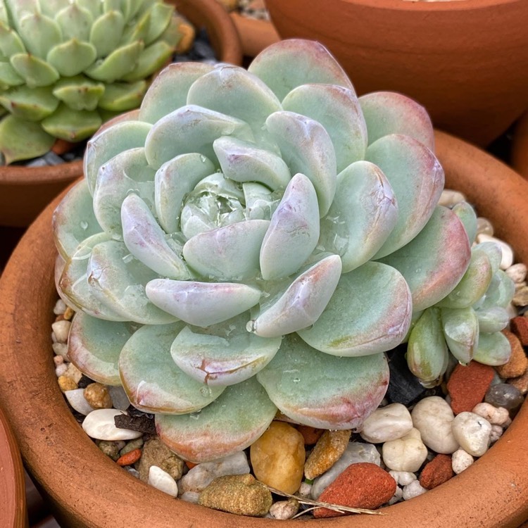 Plant image Echeveria Ice Green