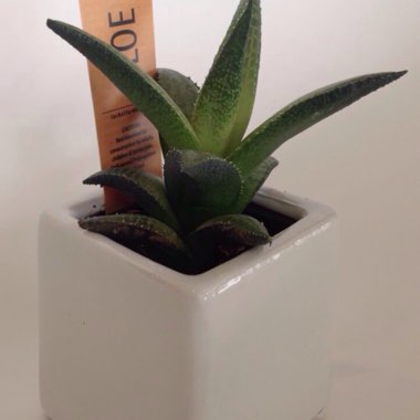 Aloe