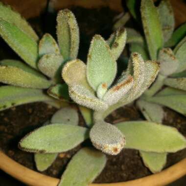 Kalanchoe tomentosa