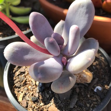 Pachyphytum oviferum