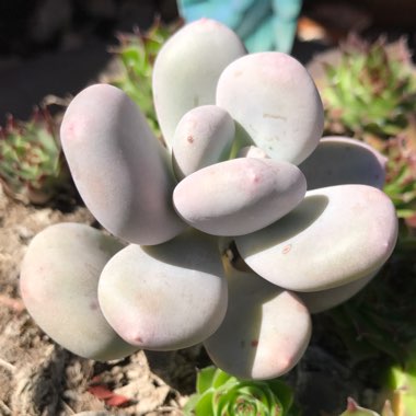 Pachyphytum 'Moonstones'