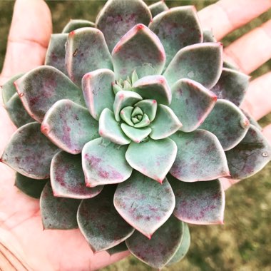 Graptoveria 'Marpin'