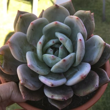 Echeveria 'Monroe'