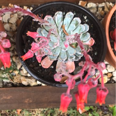 Echeveria 'Cuspidata var. Zaragozae'