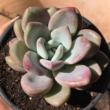 Graptoveria 'Opalina'