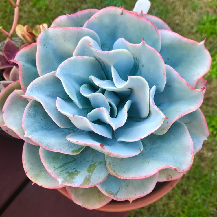 Plant image Echeveria Cloudburst