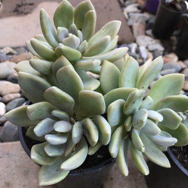 Graptophytum 'Supreme'