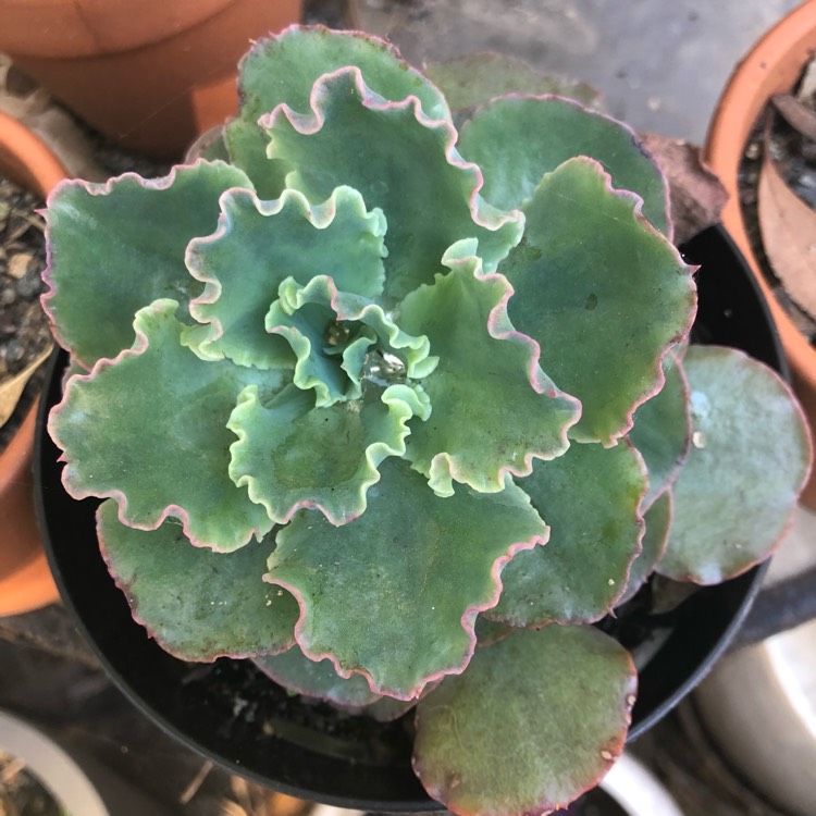 Plant image Echeveria Meridian