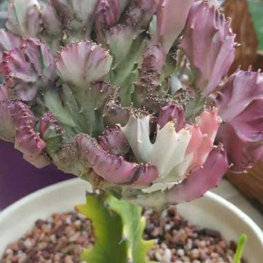 Coral Cactus 'Rainbow Crest'