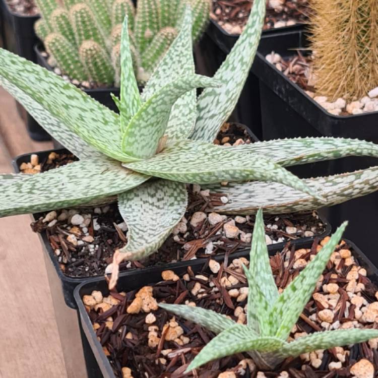 Plant image Aloe rauhii 'Snowflake'