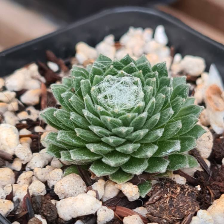 Plant image Sempervivum arachnoideum 'Arctic White'