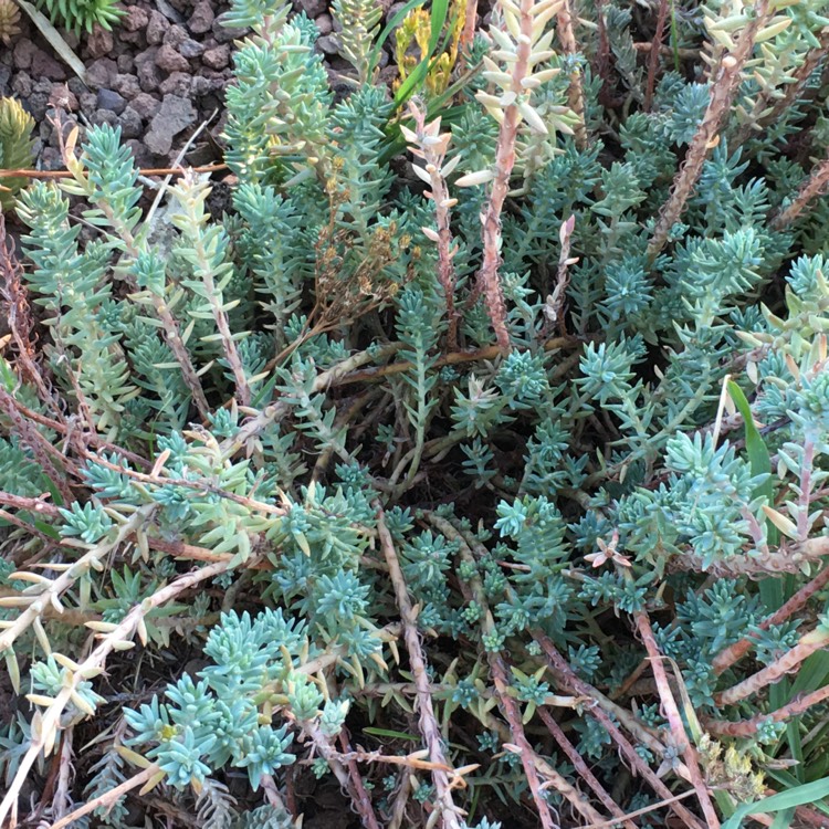 Plant image Sedum Rupestre