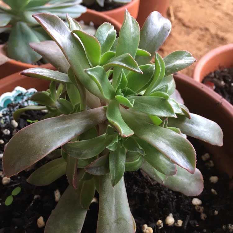 Plant image Aeonium Fairy Wings