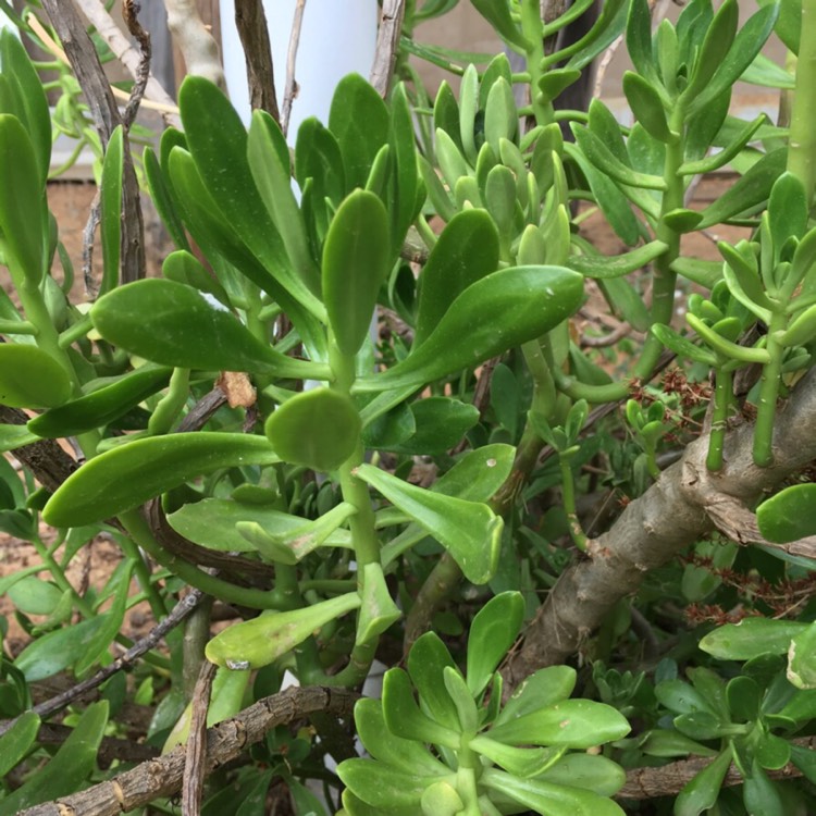 Plant image Sedum praealtum