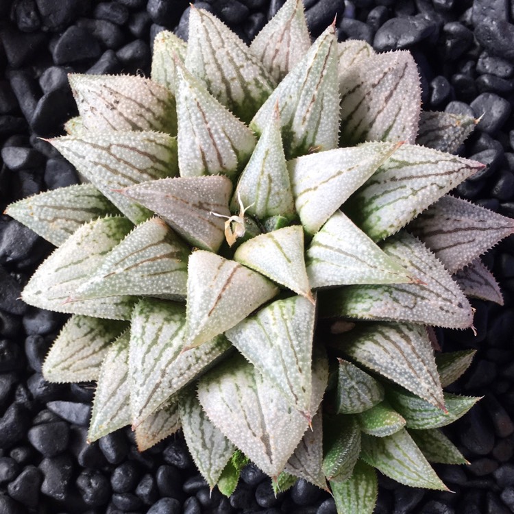 Haworthia 'Silver Kiwi', Haworthia 'Silver Kiwi' - uploaded by @Ppower