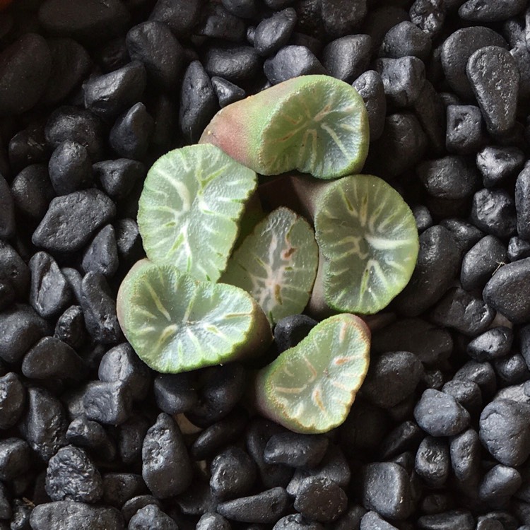 Plant image Haworthia Maughanii