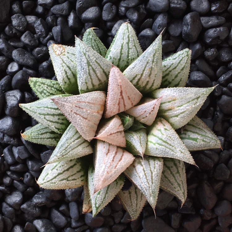 Plant image Haworthia 'Silver Kiwi'