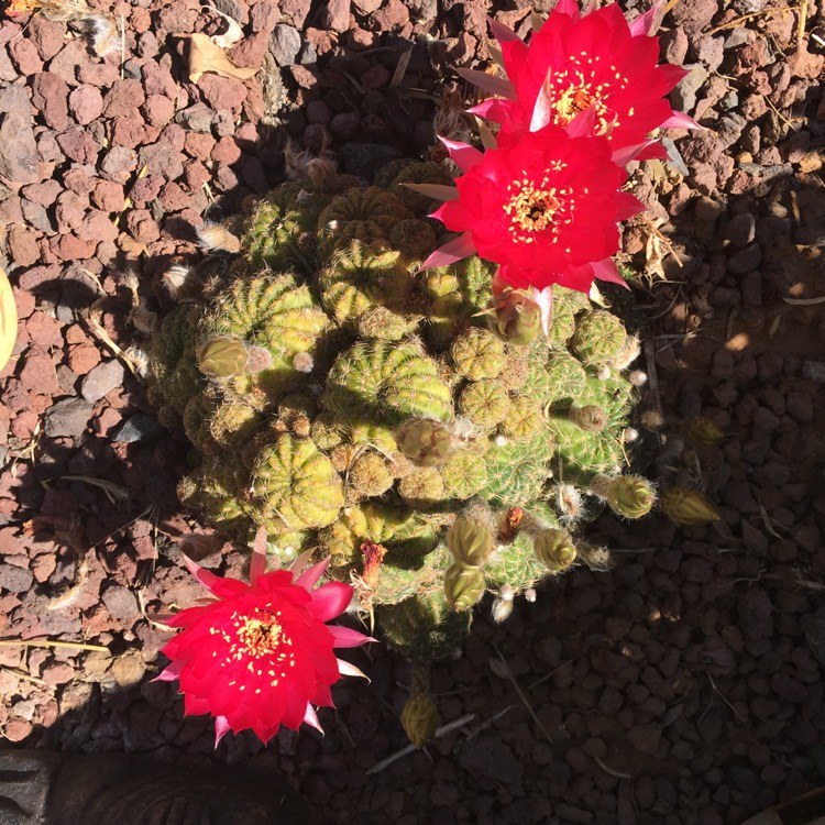 Plant image Lobivia arachnacantha .
