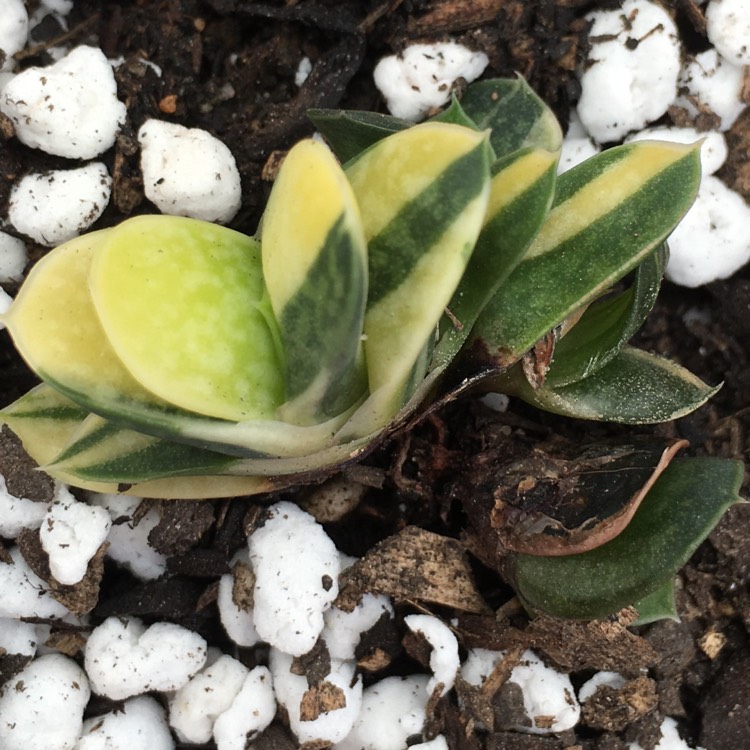 Plant image Gasteria gracilis f.variegata