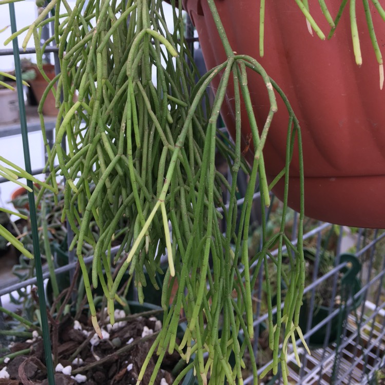 Plant image Rhipsalis campos-portoana syn. Erythrorhipsalis campos-portoana