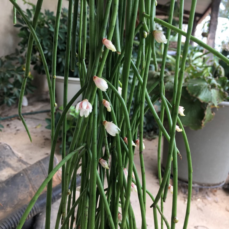 Plant image Rhipsalis puniceodiscus