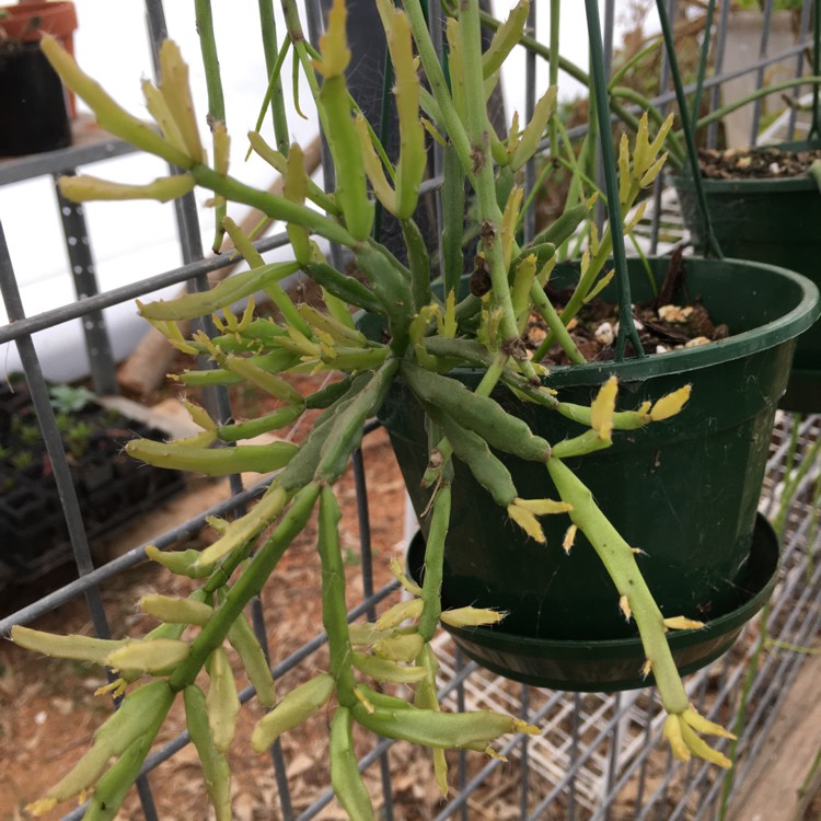 Plant image Rhipsalis sulcata