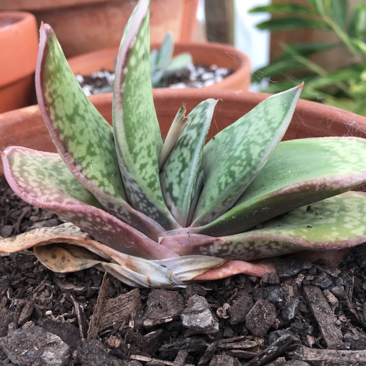 Plant image Gasteria bicolor var. 'bicolor'