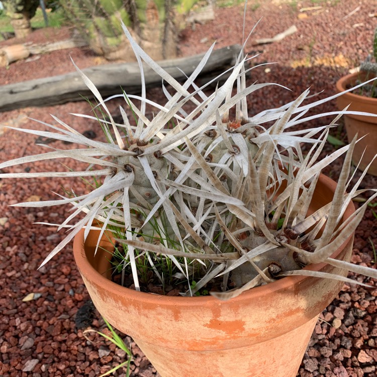 Plant image Tephrocactus articulatus