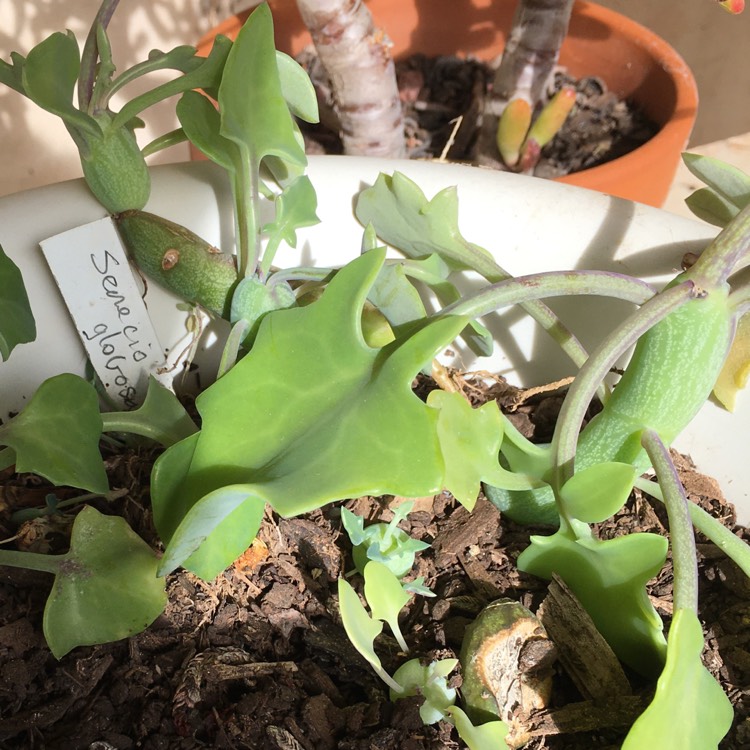 Plant image Senecio articulatus var. globosa