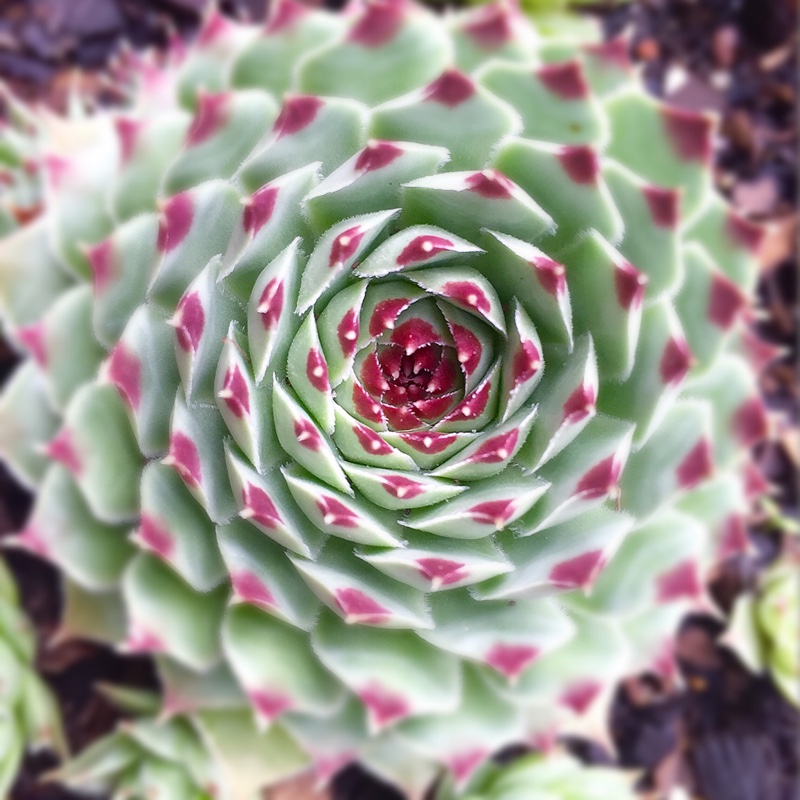 Plant image Sempervivum Tectorum var. Calcareum