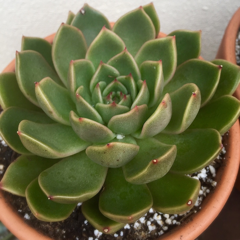 Plant image Echeveria Mira