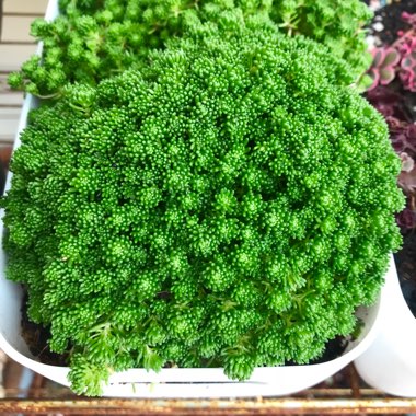 Sedum lydium